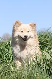 CHIEN FINNOIS DE LAPONIE 022